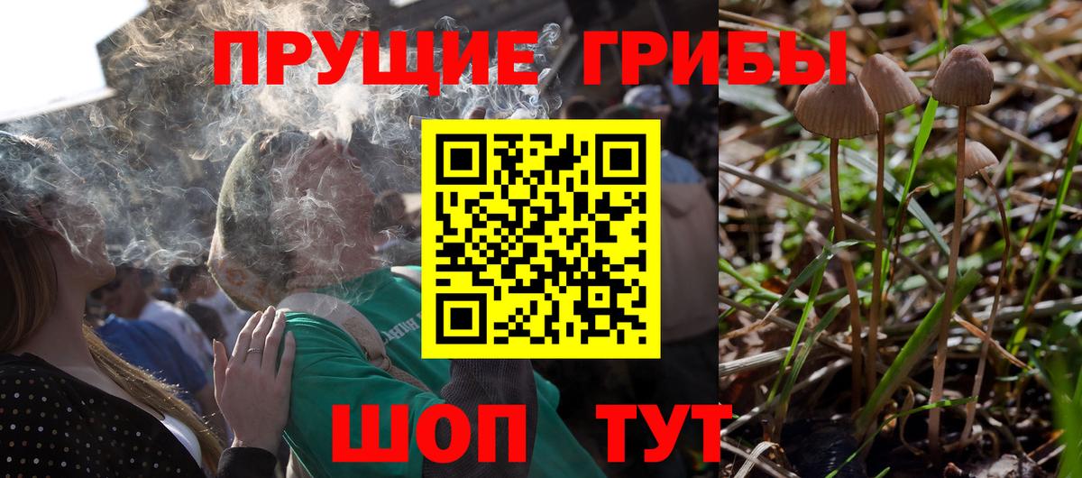 Псилоцибиновые грибы Psilocybe Железноводск